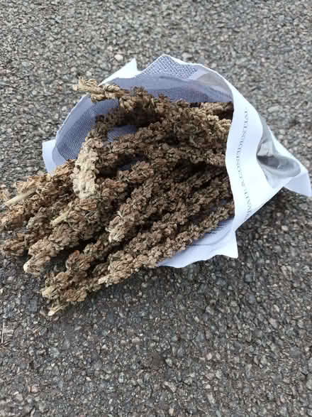 Photo of free Verbascum seeds (Hockley Port B18) #2