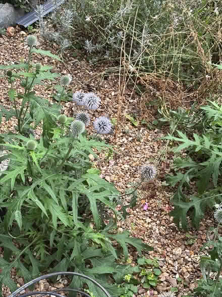 Photo of free Echinops (globe thistles) (Hitchin SG4) #1