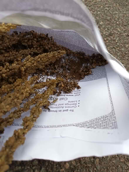 Photo of free Verbascum seeds (Hockley Port B18) #4