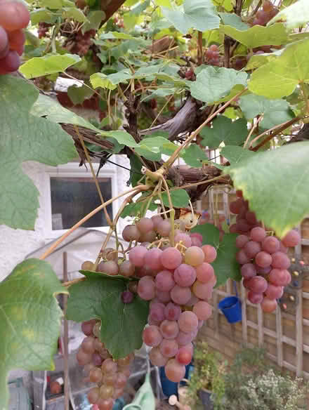 Photo of free Grapes (Tolworth KT19) #1