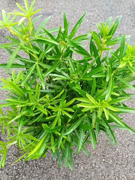 Photo of free Green choisya cuttings (Hockley Port B18) #2