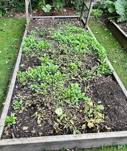 Photo of free Forget-me-nots (Hatfield AL10) #4