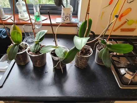 Photo of free 5 Orchid plants (South Dublin, Stillorgan area) #1