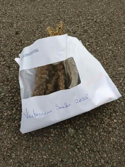 Photo of free Verbascum seeds (Hockley Port B18) #3