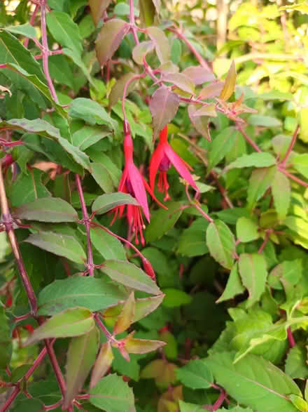 Photo of free Fuchsia cuttings - unrooted (Hockley Port B18) #1