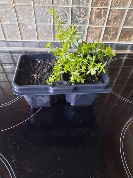 Photo of free Two Woodruff cuttings (Morden SM4) #2