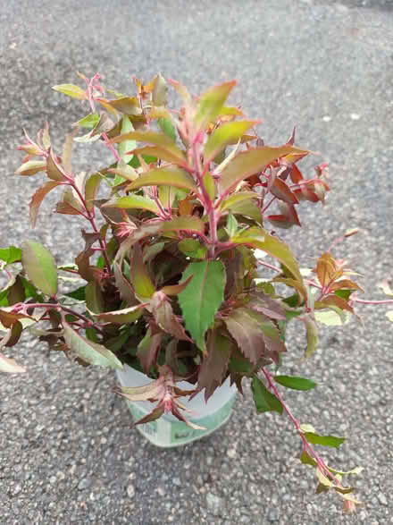 Photo of free Fuchsia cuttings - unrooted (Hockley Port B18) #2