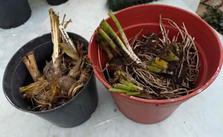 Photo of free Zantedeschia Bulbs (Glyne Gap TN40) #1