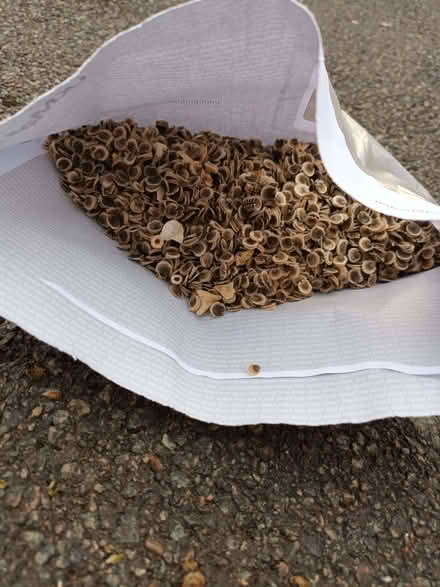 Photo of free Hollyhock seeds (Hockley Port B18) #2