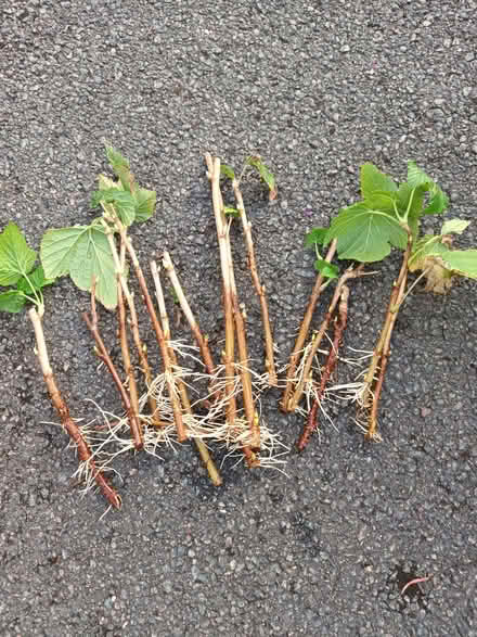 Photo of free Blackcurrant cuttings - rooted (Hockley Port B18) #1