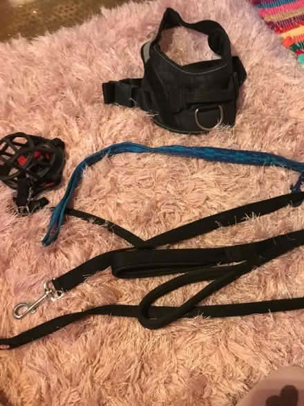 Photo of free Dog leads, harness, muzzle (Goffs Oak EN7) #1
