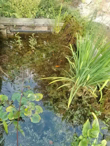 Photo of free Pond plants (Brincliffe S11) #1