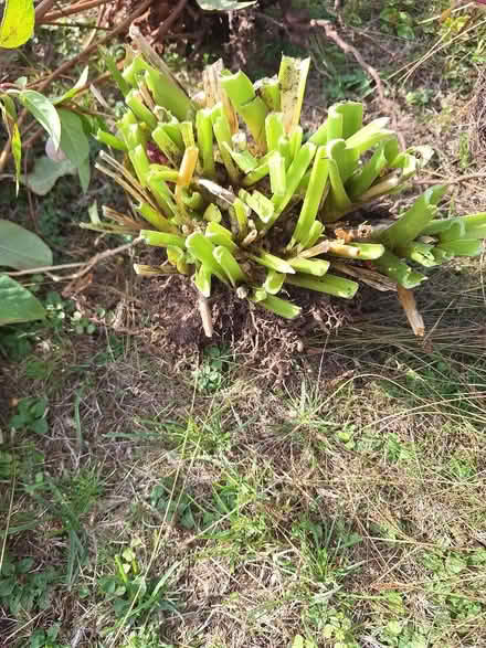 Photo of free Hosta corm (Malvern Link WR14) #1