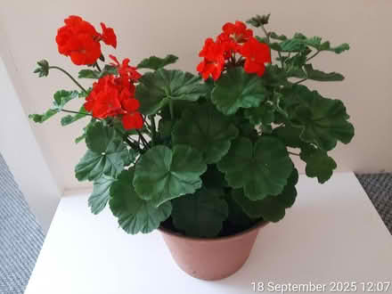 Photo of free 2 red pelargoniums•H.32×44cm spread (Edgwarebury Lane) #1