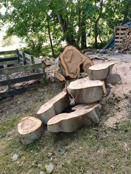 Photo of free Norway Maple wood (North Hinksey OX2) #2