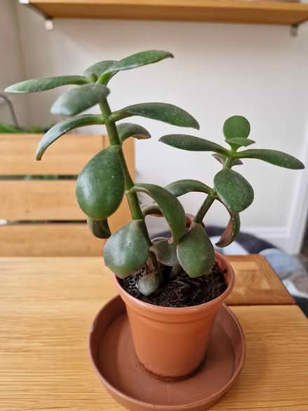 Photo of free Jade Plant (Bootle L20) #1