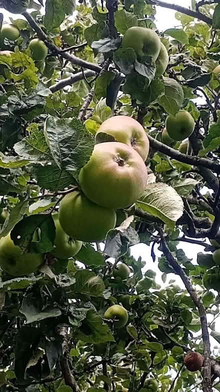 Photo of free Cooking apples (Pannal HG2) #1