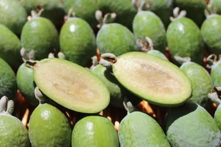 Photo of pineapple guavas (South Palo Alto) #1