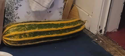Photo of free Marrow (giant courgette) (Perth - PH2) #1