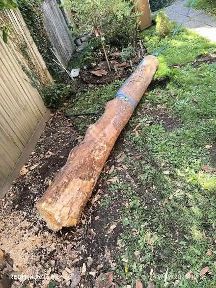 Photo of free Tree trunk (St Nicholas SG1) #2