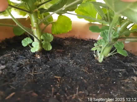 Photo of free 2 red pelargoniums•H.32×44cm spread (Edgwarebury Lane) #2