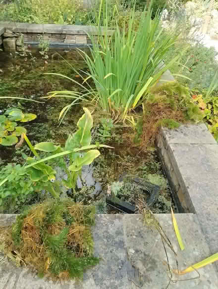Photo of free Pond plants (Brincliffe S11) #2