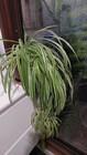 Photo of free Indoor plants. Garran #2