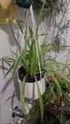 Photo of free Indoor plants. Garran #1