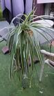 Photo of free Indoor plants. Garran #3
