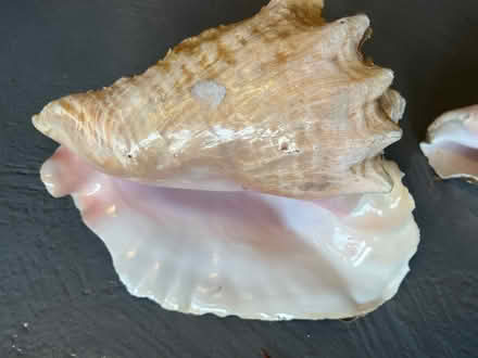 Photo of free shells various used condition (Fairmilehead EH10) #2