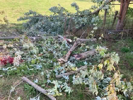 Photo of free Wood from fallen tree (Crockerton, BA12) #1