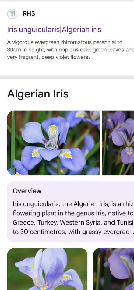 Photo of free Plants: Iris winter flowering (Near the railway station CB1) #1