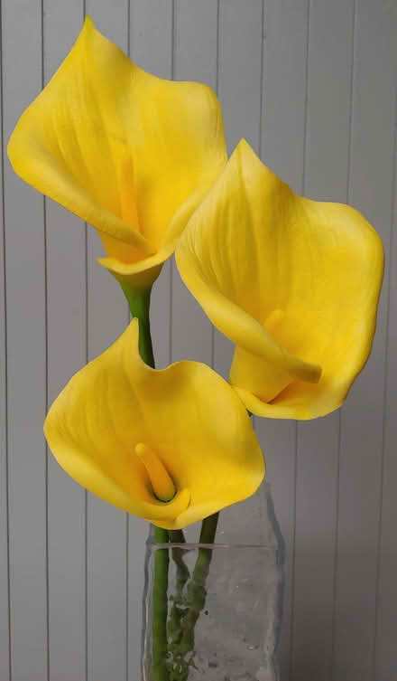 Photo of free Calla Lilies (94087) #1