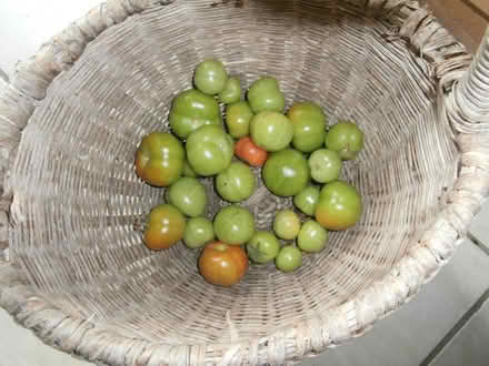 Photo of free Over one Kilo green tomatoes for chutney making (Maxton TD6) #1