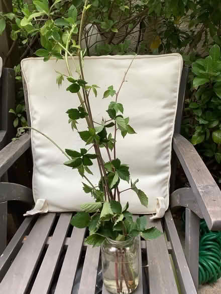 Photo of free Thornless Blackberry Canes (North Walnut Creek) #1