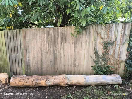 Photo of free Tree trunk (St Nicholas SG1) #1