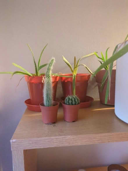 Photo of free Aloe plants and little cacti (Chesterfield S40) #2