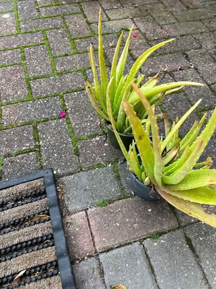 Photo of free Aloe Vera plants (Clanfield PO8) #1