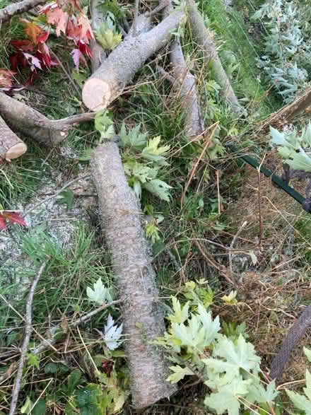 Photo of free Wood from fallen tree (Crockerton, BA12) #3