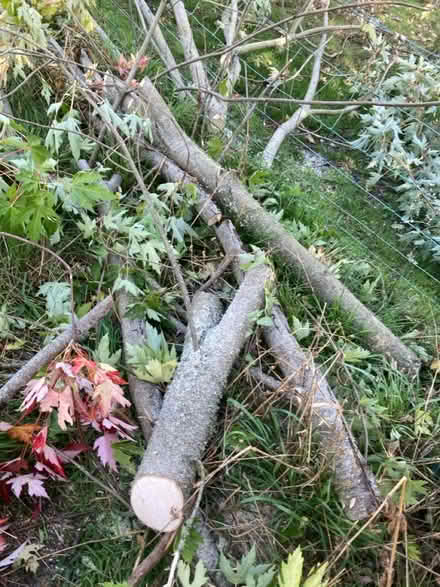 Photo of free Wood from fallen tree (Crockerton, BA12) #4