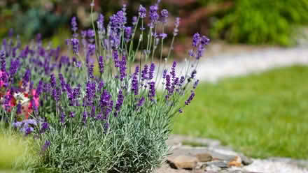 Photo of lavender plants/ (Kingsmead) #1