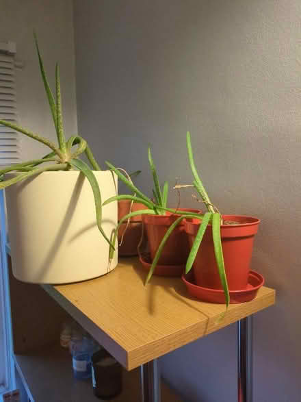 Photo of free Aloe plants and little cacti (Chesterfield S40) #1
