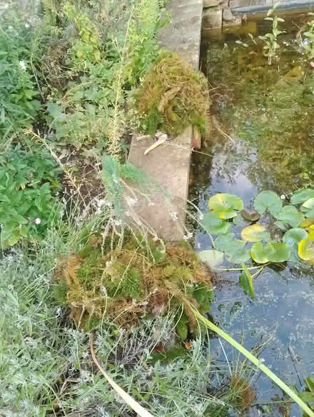 Photo of free Pond plants (Brincliffe S11) #4