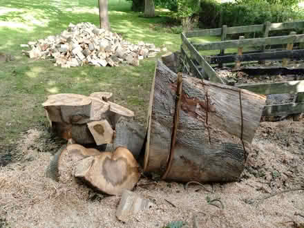 Photo of free Norway Maple wood (North Hinksey OX2) #1