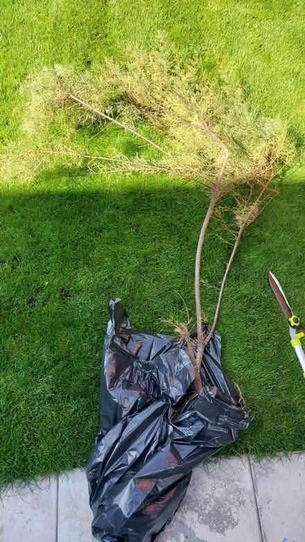 Photo of free Tamarix tetrandra plant shrub tree (Me13) #1