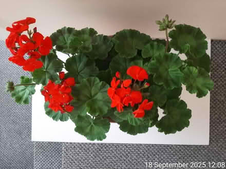 Photo of free 2 red pelargoniums•H.32×44cm spread (Edgwarebury Lane) #4