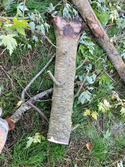 Photo of free Wood from fallen tree (Crockerton, BA12) #2