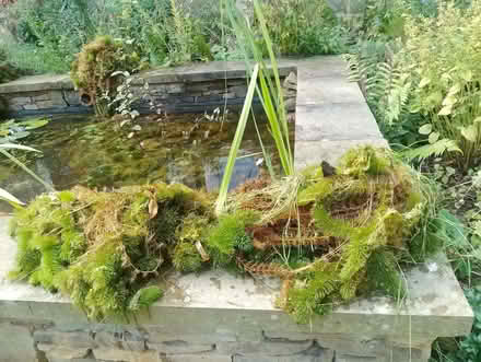 Photo of free Pond plants (Brincliffe S11) #3