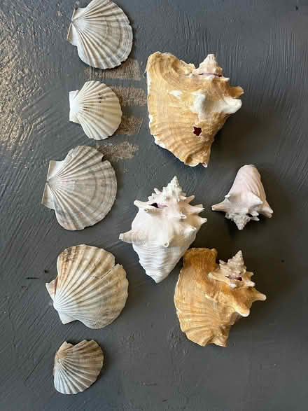 Photo of free shells various used condition (Fairmilehead EH10) #3