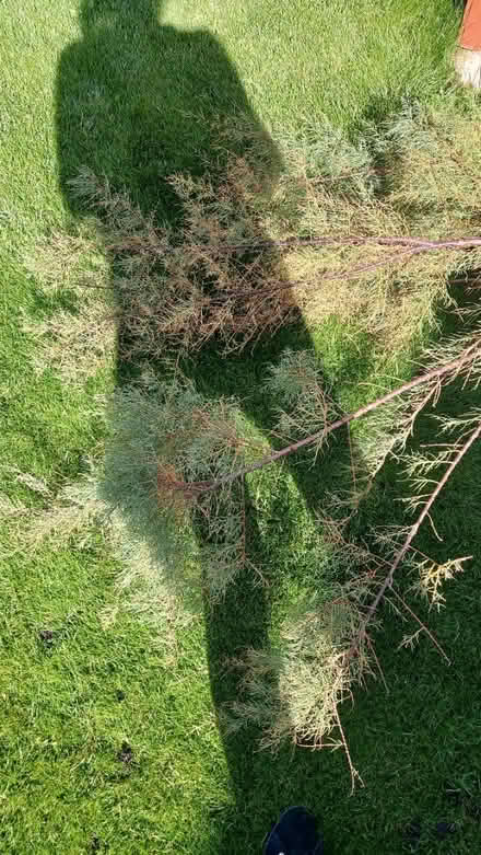 Photo of free Tamarix tetrandra plant shrub tree (Me13) #2